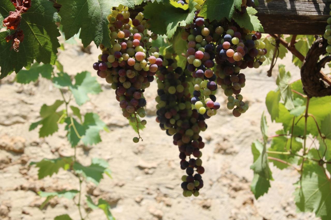 Podere Campo Alle Serpi Bibbona Bagian luar foto