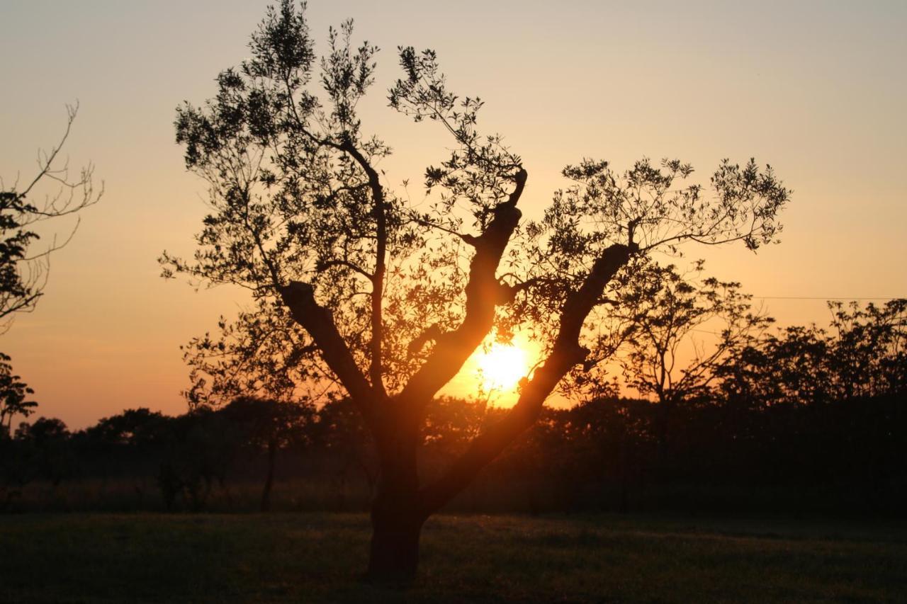 Podere Campo Alle Serpi Bibbona Bagian luar foto