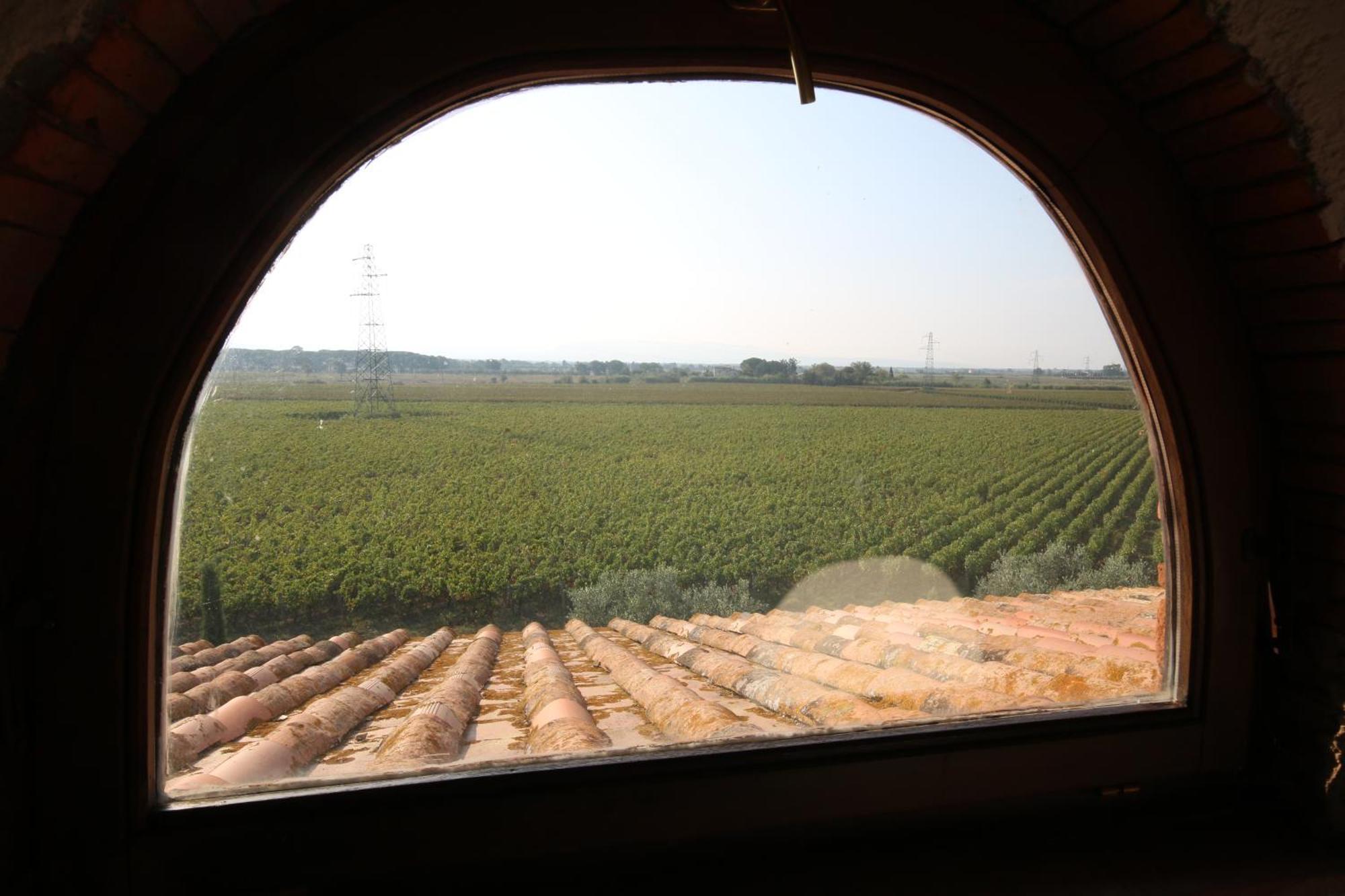 Podere Campo Alle Serpi Bibbona Bagian luar foto